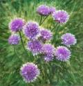 chives.jpg