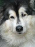 dog.jpg