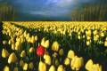 floralminority.jpg