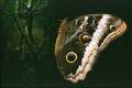 jungle_butterfly.jpg