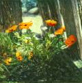 poppies_by_the_gate.jpg