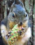 squirrel.jpg